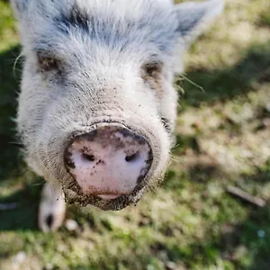 Il Canto Delle Rane Alloggio per agriturismo